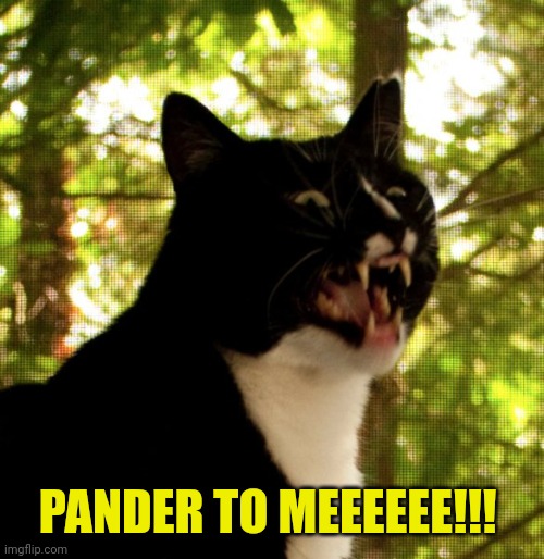 PSYCHO CAT | PANDER TO MEEEEEE!!! | image tagged in psycho cat | made w/ Imgflip meme maker