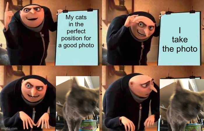 I have two good photos of that cat. | My cats in the perfect position for a good photo; I take the photo | image tagged in memes,gru's plan | made w/ Imgflip meme maker