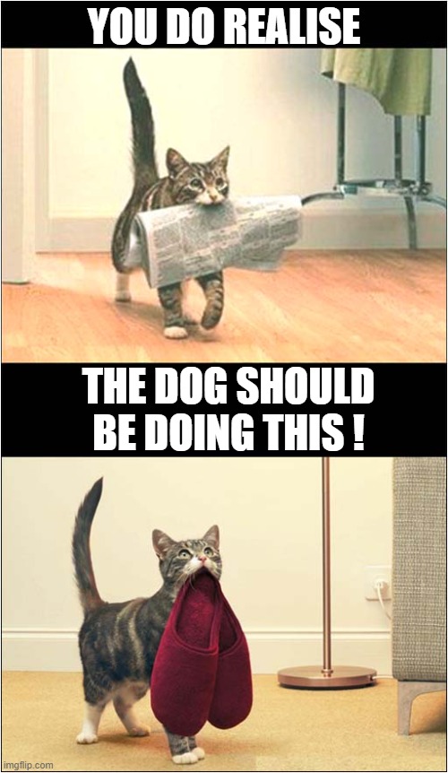 Cats Identity Crisis ! | YOU DO REALISE; THE DOG SHOULD BE DOING THIS ! | image tagged in cats,paper,slippers,identity crisis | made w/ Imgflip meme maker