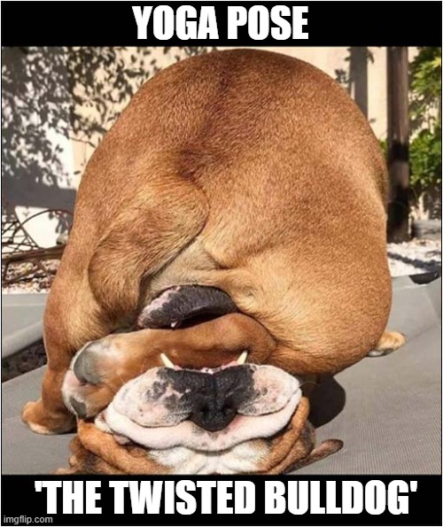 Could You Do This ? | YOGA POSE; 'THE TWISTED BULLDOG' | image tagged in dogs,yoga,twisted,bulldog | made w/ Imgflip meme maker