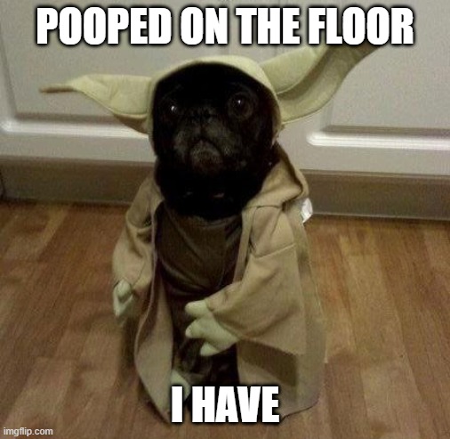 Yoda Dog | POOPED ON THE FLOOR; I HAVE | image tagged in funnny dog | made w/ Imgflip meme maker