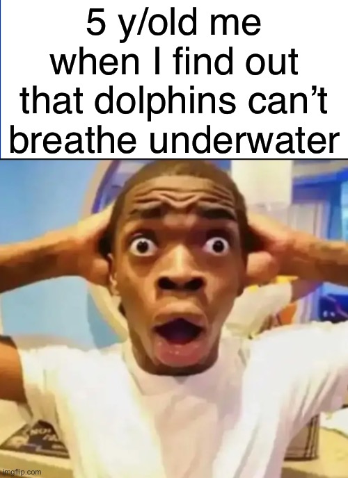 “B-but they mainly swim!” | 5 y/old me when I find out that dolphins can’t breathe underwater | image tagged in surprised black guy,memes,dolphin | made w/ Imgflip meme maker