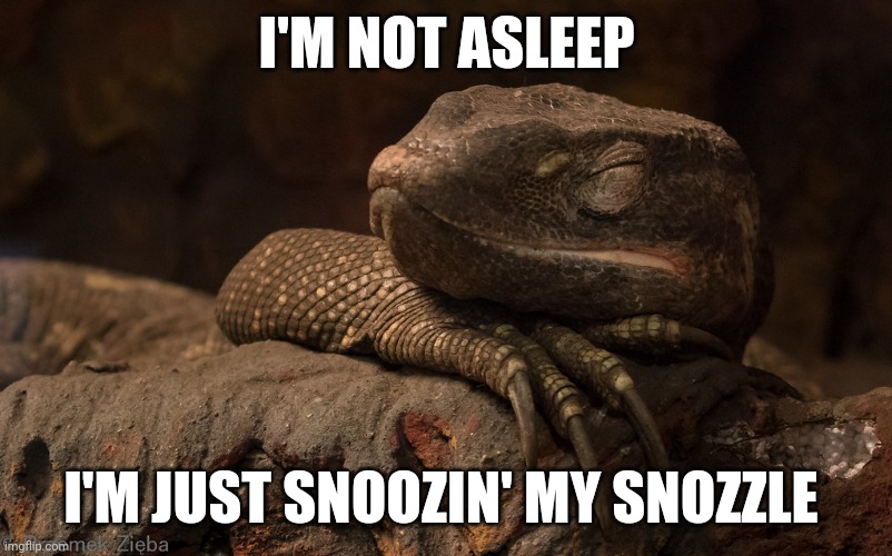 My Snozzle | I'M NOT ASLEEP; I'M JUST SNOOZIN' MY SNOZZLE | image tagged in memes,sleep,nap,animals,lizard | made w/ Imgflip meme maker