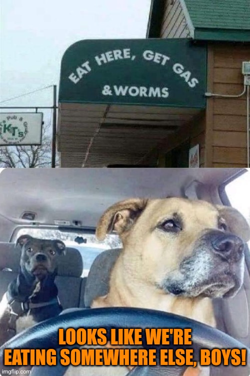 Doggone it! | LOOKS LIKE WE'RE EATING SOMEWHERE ELSE, BOYS! | image tagged in dog driving,funny signs,bad idea,restaurant,gas,worms | made w/ Imgflip meme maker
