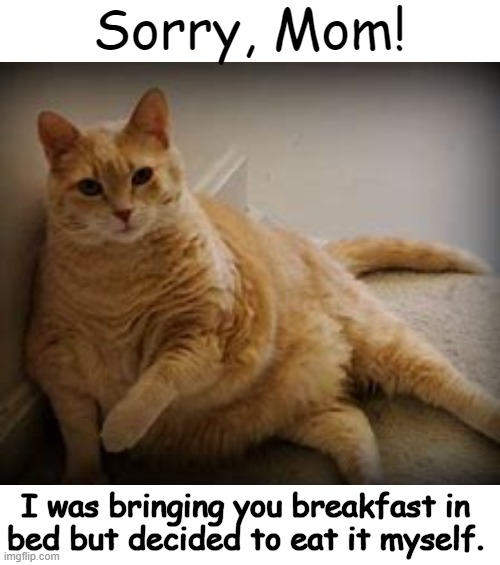 Happy Mother's Day! | Sorry, Mom! I was bringing you breakfast in 
bed but decided to eat it myself. | image tagged in cats,funny cats,cute cat,mothers day,i love you,humor | made w/ Imgflip meme maker