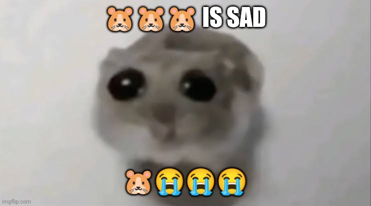 ??????? | 🐹🐹🐹 IS SAD; 🐹😭😭😭 | image tagged in sad hamster | made w/ Imgflip meme maker