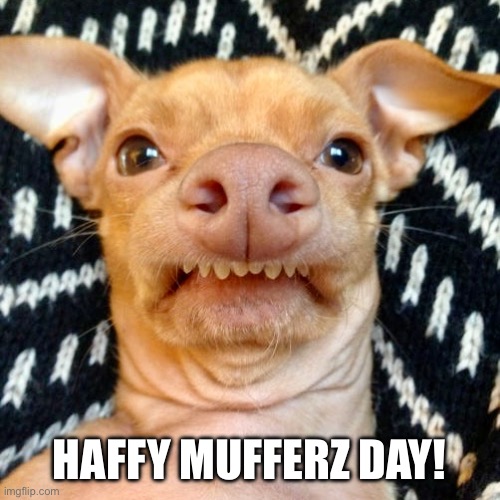 Mother’s day | HAFFY MUFFERZ DAY! | image tagged in mothers day,funny memes,dogs,funny chihuahua | made w/ Imgflip meme maker