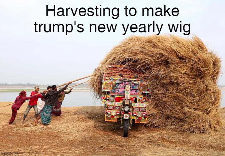 trump's new wig | Harvesting to make trump's new yearly wig | image tagged in hair,wig,trump,crop | made w/ Imgflip meme maker