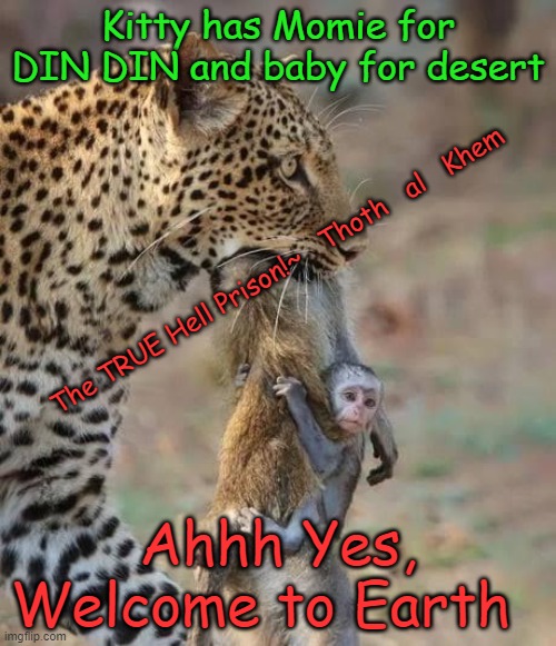 Food Cycle JOKE | Kitty has Momie for DIN DIN and baby for desert; The TRUE Hell Prison!~   Thoth   al   Khem; Ahhh Yes, Welcome to Earth | image tagged in earth prison,prison planet,immortal cant be killed,earth is a prison for souls | made w/ Imgflip meme maker