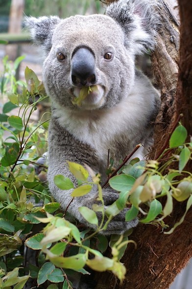 Koala having lunch Blank Meme Template