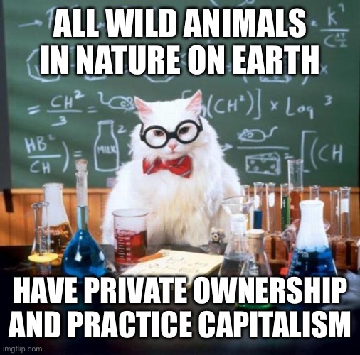Even Birds, Squirrels and Fish Own their Own Homes. | ALL WILD ANIMALS IN NATURE ON EARTH; HAVE PRIVATE OWNERSHIP AND PRACTICE CAPITALISM | image tagged in memes,chemistry cat,facts,capitalism,communism,capitalist and communist | made w/ Imgflip meme maker