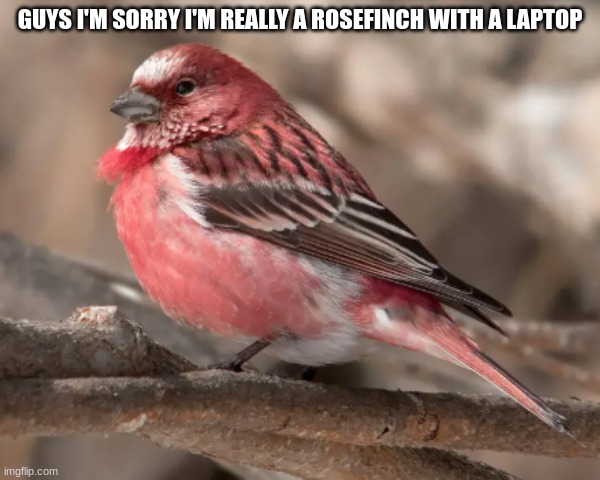 Im sorry | GUYS I'M SORRY I'M REALLY A ROSEFINCH WITH A LAPTOP | image tagged in bird | made w/ Imgflip meme maker