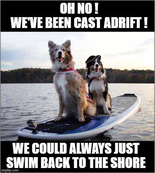 Ahoy ! | OH NO !
WE'VE BEEN CAST ADRIFT ! WE COULD ALWAYS JUST SWIM BACK TO THE SHORE | image tagged in dogs,adrift,swim | made w/ Imgflip meme maker