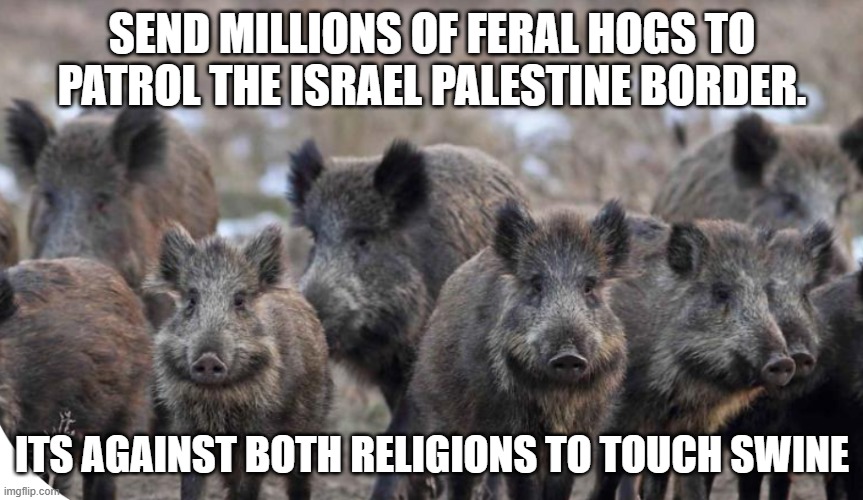 forbidden by kashrut,and halal. ancient solutions to modern problems | SEND MILLIONS OF FERAL HOGS TO PATROL THE ISRAEL PALESTINE BORDER. ITS AGAINST BOTH RELIGIONS TO TOUCH SWINE | image tagged in jewish,muslim,muslims,israel,israel jews,palestine | made w/ Imgflip meme maker