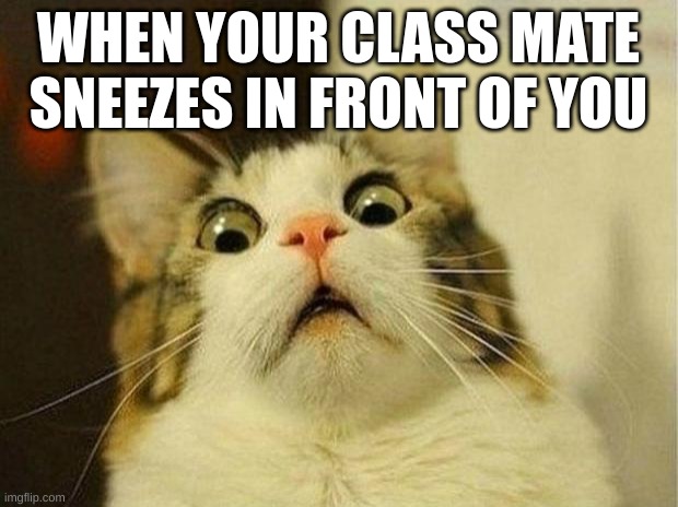 Scared Cat Meme | WHEN YOUR CLASS MATE SNEEZES IN FRONT OF YOU | image tagged in memes,scared cat | made w/ Imgflip meme maker