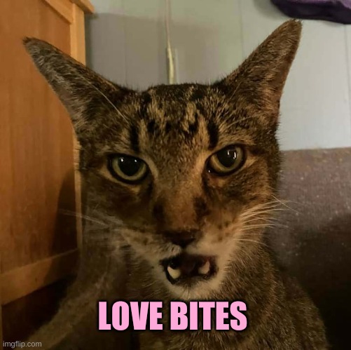 Love Bites | LOVE BITES | image tagged in only going to tell you once cat,love,i love you,true love,bite,still a better love story than twilight | made w/ Imgflip meme maker