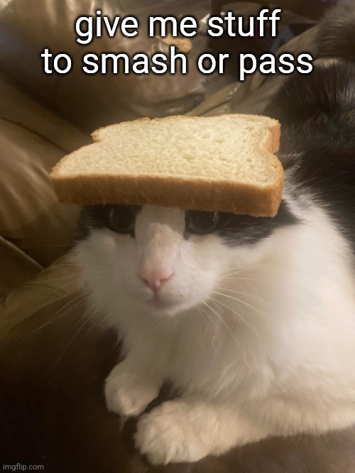 bread cat | give me stuff to smash or pass | image tagged in bread cat | made w/ Imgflip meme maker