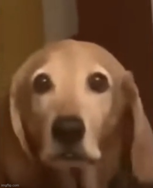 Offended doggo | image tagged in offended doggo | made w/ Imgflip meme maker