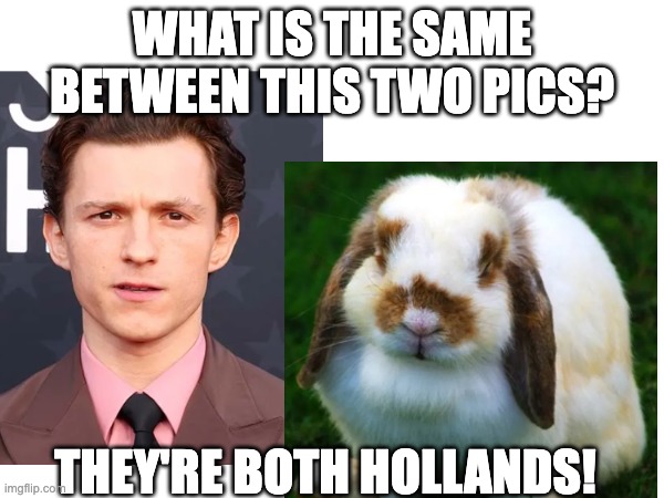 Yup, Tom Holland and Holland Lop bunny. | WHAT IS THE SAME BETWEEN THIS TWO PICS? THEY'RE BOTH HOLLANDS! | made w/ Imgflip meme maker