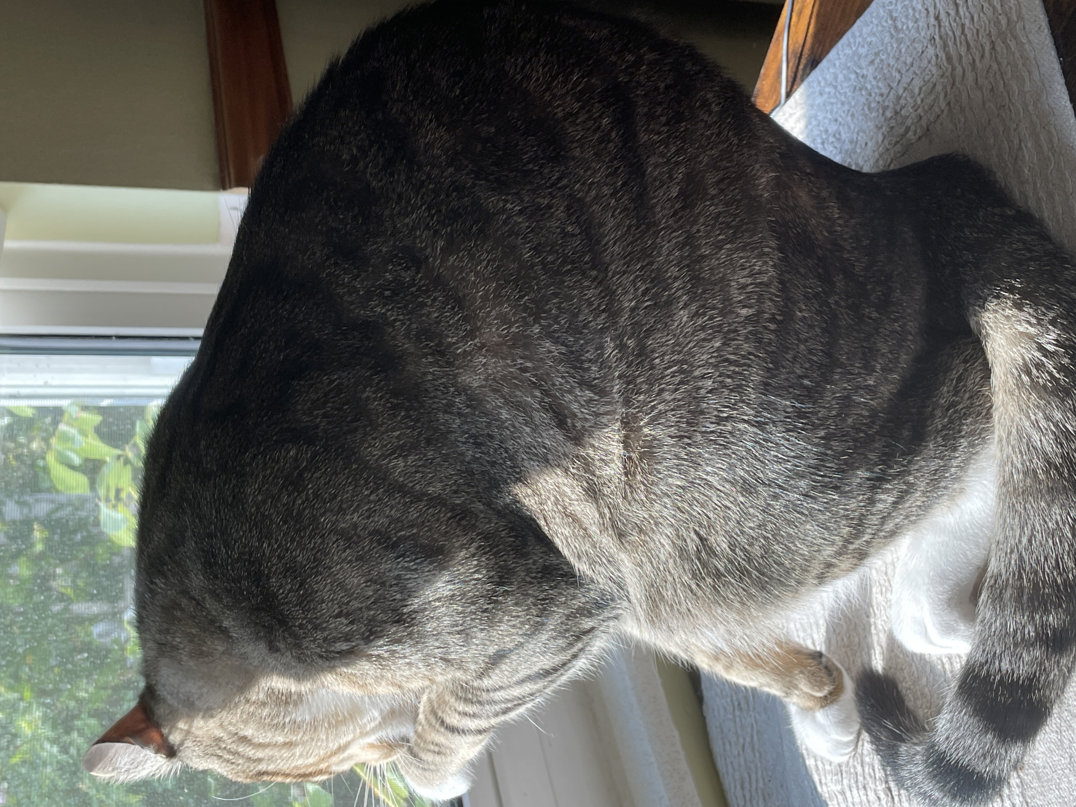 Cat licking paw Blank Meme Template