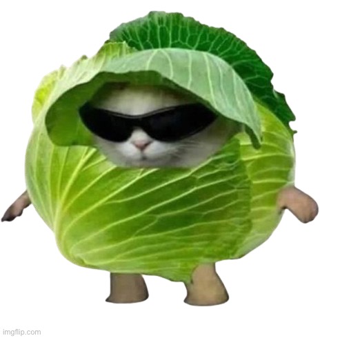 Cat | image tagged in cat | made w/ Imgflip meme maker