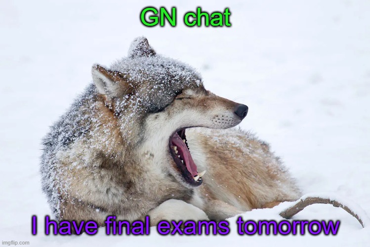 Yawning wolf | GN chat; I have final exams tomorrow | image tagged in yawning wolf | made w/ Imgflip meme maker