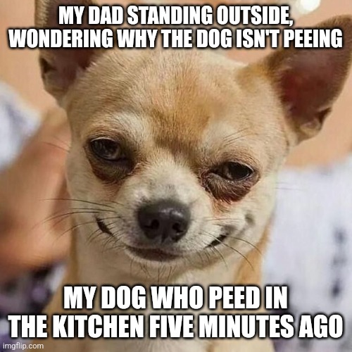 Sly dog | MY DAD STANDING OUTSIDE, WONDERING WHY THE DOG ISN'T PEEING; MY DOG WHO PEED IN THE KITCHEN FIVE MINUTES AGO | image tagged in smirking dog | made w/ Imgflip meme maker