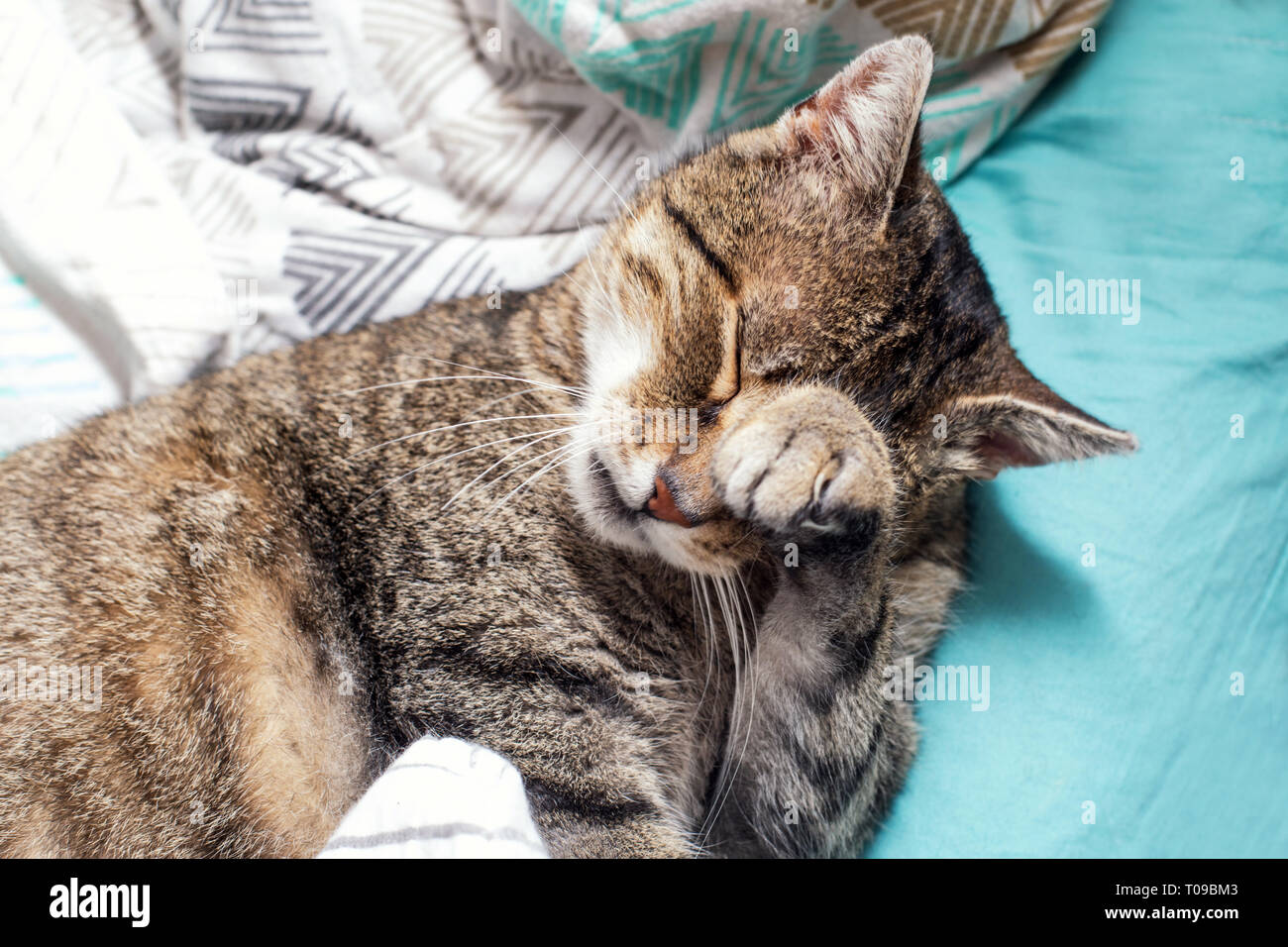 High Quality cat sleep facepalm Blank Meme Template