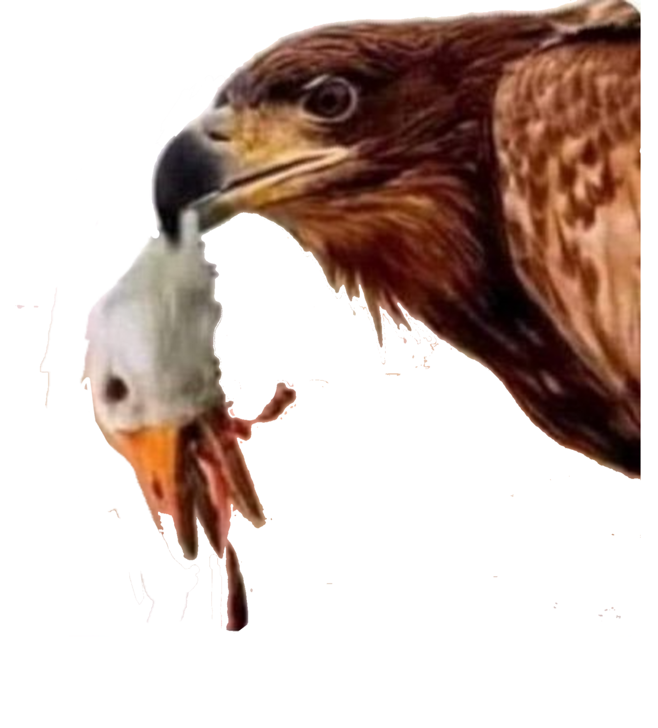 Aguila ganso decapitado amlo Blank Meme Template
