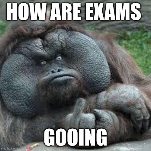 mad monkey | HOW ARE EXAMS; GOOING | image tagged in mad monkey | made w/ Imgflip meme maker