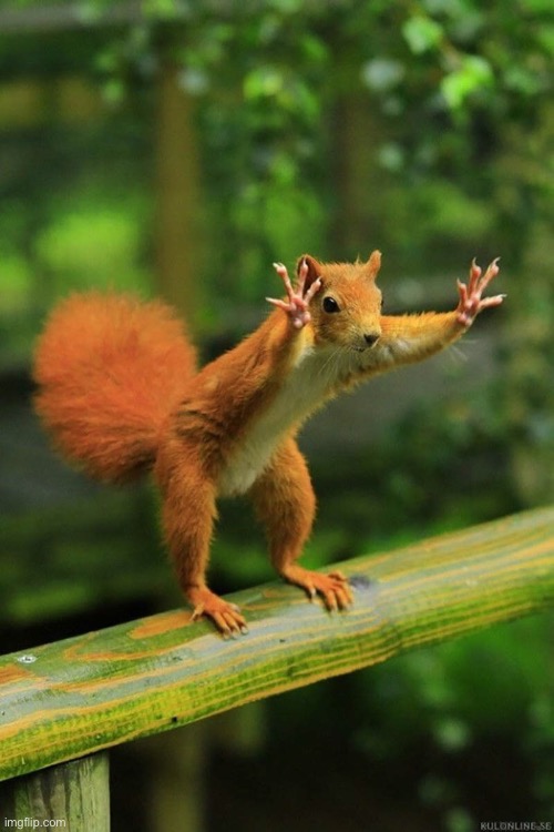 Wait a Minute Squirrel | image tagged in wait a minute squirrel | made w/ Imgflip meme maker