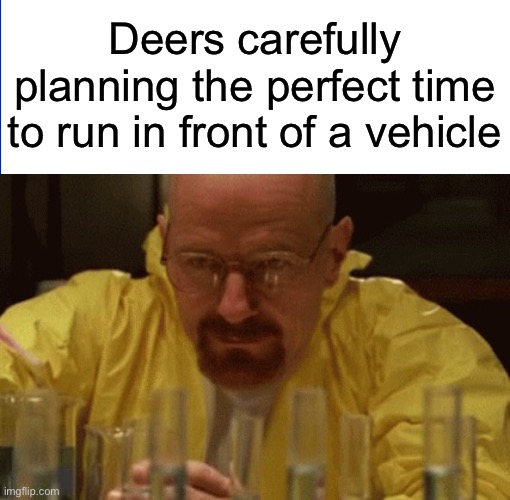 Deers: The animals with the best worst luck | Deers carefully planning the perfect time to run in front of a vehicle | image tagged in walter white cooking,memes,deer | made w/ Imgflip meme maker
