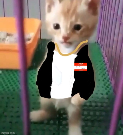 eminem as a cat | image tagged in slim-shady,where are his pants | made w/ Imgflip meme maker
