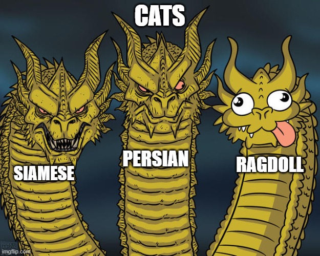 Only cat people will understand this | CATS; PERSIAN; RAGDOLL; SIAMESE | image tagged in three-headed dragon | made w/ Imgflip meme maker