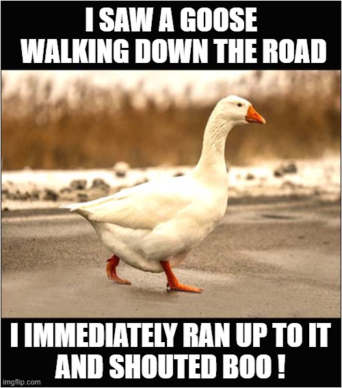 I'm So Hard ! | I SAW A GOOSE 
WALKING DOWN THE ROAD; I IMMEDIATELY RAN UP TO IT
AND SHOUTED BOO ! | image tagged in sayings,boo,goose | made w/ Imgflip meme maker