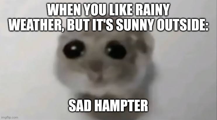 What a bummer... It's sunny outside | WHEN YOU LIKE RAINY WEATHER, BUT IT'S SUNNY OUTSIDE:; SAD HAMPTER | image tagged in sad hamster,weather,relatable,jpfan102504 | made w/ Imgflip meme maker