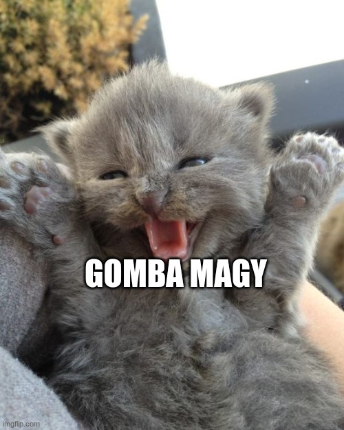 Yay Kitty | GOMBA MAGY | image tagged in yay kitty | made w/ Imgflip meme maker