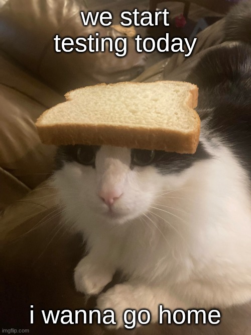 bread cat | we start testing today; i wanna go home | image tagged in bread cat | made w/ Imgflip meme maker