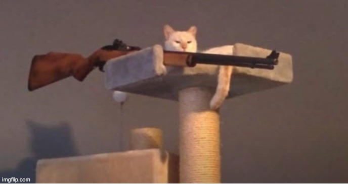 Sniper Cat (No Text) | image tagged in sniper cat no text | made w/ Imgflip meme maker