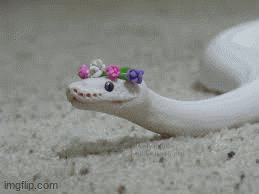 I have never been so happy | image tagged in gifs,animals,cute | made w/ Imgflip images-to-gif maker