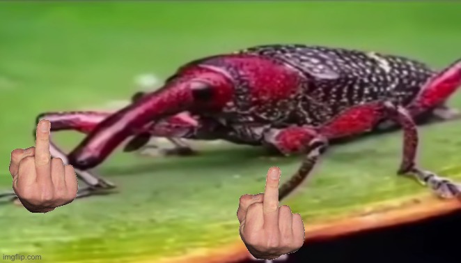 weevil | image tagged in weevil | made w/ Imgflip meme maker