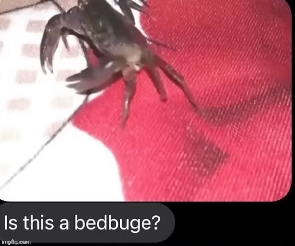 Bedbuge | made w/ Imgflip meme maker