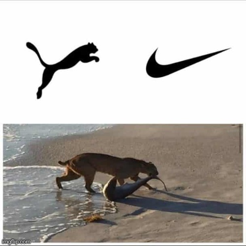 Cougar vs seal | made w/ Imgflip meme maker