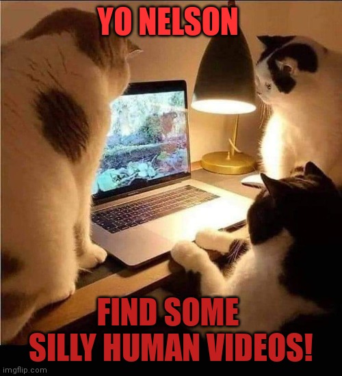 Role Reversal | YO NELSON; FIND SOME 
SILLY HUMAN VIDEOS! | image tagged in cats,funny cats,big cats,funny cat memes,fun | made w/ Imgflip meme maker