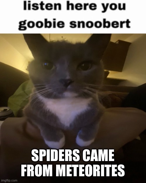 /srs | SPIDERS CAME FROM METEORITES | image tagged in listen here you goobie snoobert | made w/ Imgflip meme maker