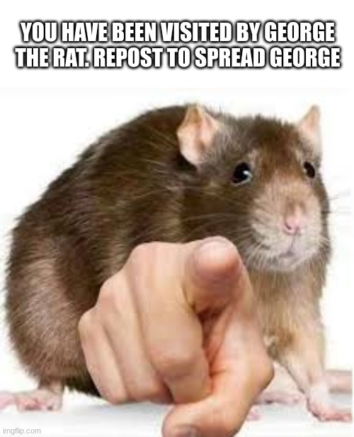 get ratted | YOU HAVE BEEN VISITED BY GEORGE THE RAT. REPOST TO SPREAD GEORGE | image tagged in rat,its literally me | made w/ Imgflip meme maker