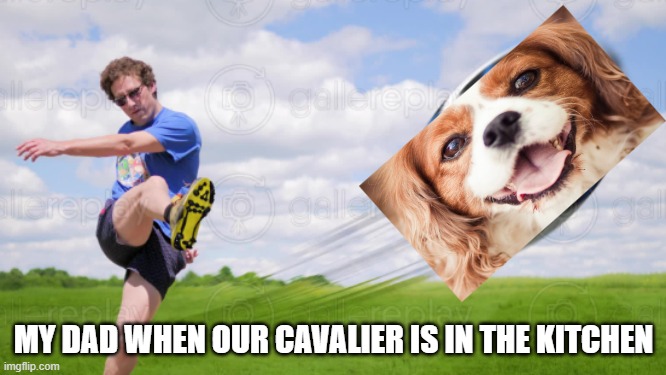 Guy kicking ball | MY DAD WHEN OUR CAVALIER IS IN THE KITCHEN | image tagged in guy kicking ball,dog | made w/ Imgflip meme maker
