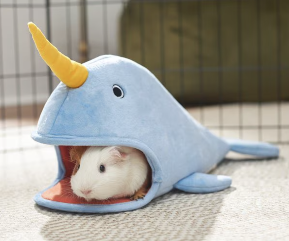 High Quality Narwhal guinea pig Blank Meme Template