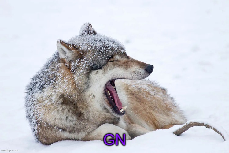 Yawning wolf | GN | image tagged in yawning wolf | made w/ Imgflip meme maker