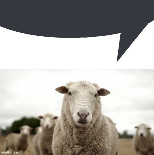 image tagged in discord speech bubble,sheep | made w/ Imgflip meme maker